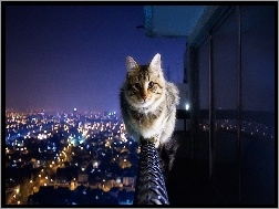 Kot, Noc, Miasto, Balustrada